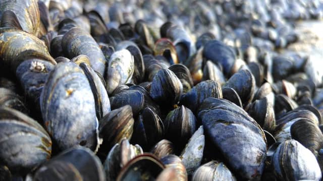Mussels.