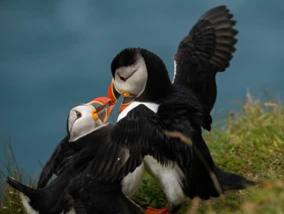 Some 50,000 pairs of puffins live at the Hermaness National Nature Reserve on Unst. Picture: SWNS