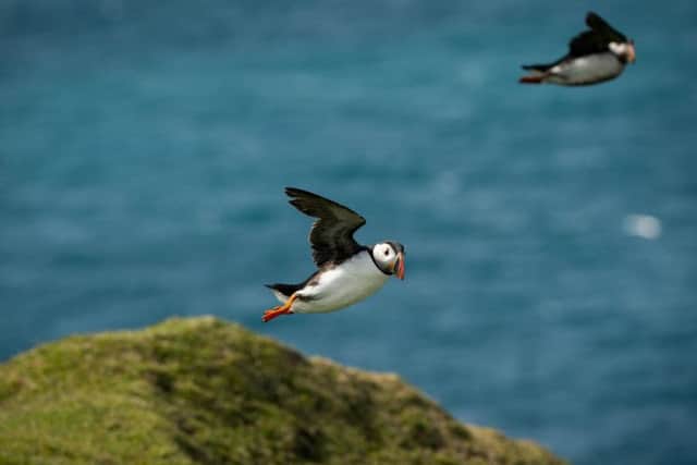 The puffins nest in burrows, which they dig out with their claws, and in cracks in the cliffs. Picture: SWNS