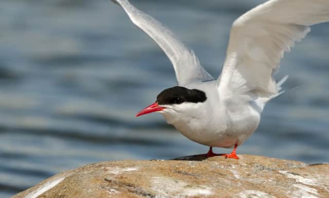 An Arctic Tern. File Photo/Wikimedia
