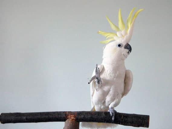Snowball the dancing sulphur-crested cockatoo.