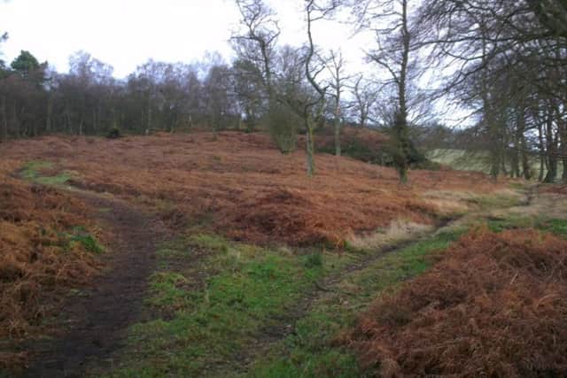 This site at Carnock Wood near Saline, Fife, will soon be home to a new hutting community. PIC: Reforesting Scotland.