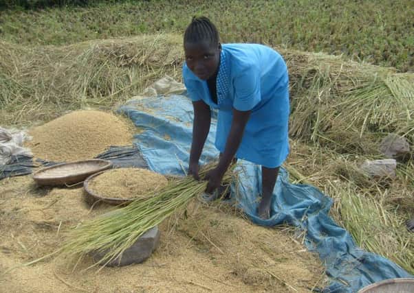 A woman rice farmer in North Malawi