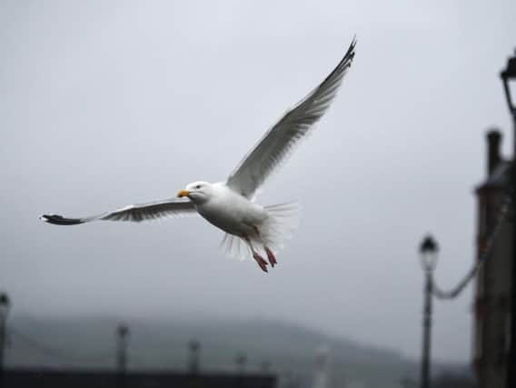 Queen of the South say tackling the problem of seagulls is a near impossible task. Picture: John Devlin