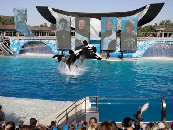An image from SeaWorld. Picture: AP