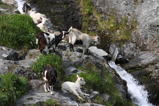 Wild goats on a rocky outcrop