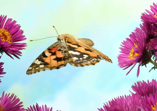 A painted lady. Picture: Shutterstock