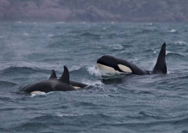 The identity of a group of nine killer whales off Scotland's west coast, encountered during the Hebridean Whale and Dolphin Trust's annual marine research expeditions last year, remains a mystery.