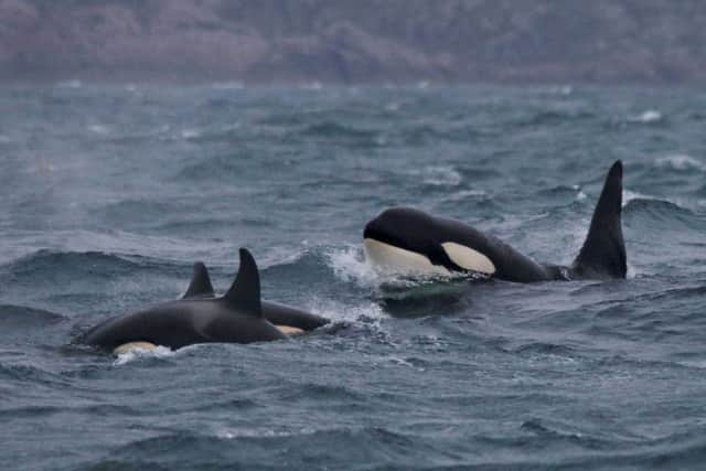The identity of a group of nine killer whales off Scotland's west coast, encountered during the Hebridean Whale and Dolphin Trust's annual marine research expeditions last year, remains a mystery.