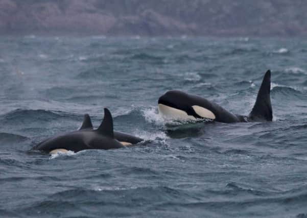 The identity of a group of nine killer whales off Scotland's west coast, encountered during the Hebridean Whale and Dolphin Trust's annual marine research expeditions last year, remains a mystery.