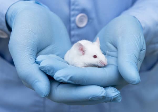 Small experimental mouse is on the researcher's hand