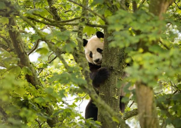 Giant Panda, Yang Guang, exploring his new home at  Edinburgh Zoo.