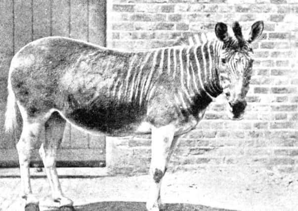 A million species around the world face the same fate as this quagga, a type of zebra from South Africa, which became extinct in the late 1800s