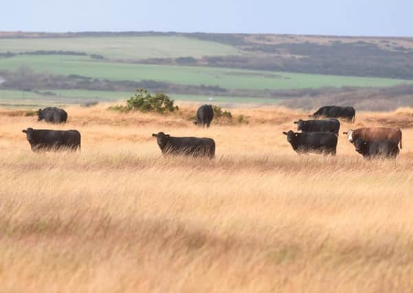 Most people think of farms as looking something like this. But agricultural subsidies also go to country estates (Picture: John Devlin)