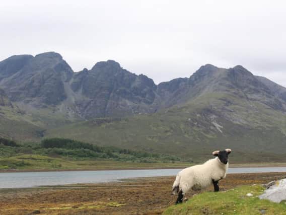 Skye Weavers use wool from local sheep to make their garments and are the only weavers on the island to use a pedal powered loom. PIC: Pixabay.