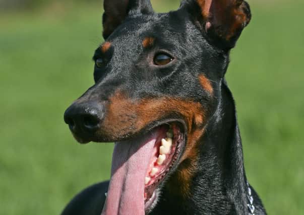Dobermans are targeted for ear surgery