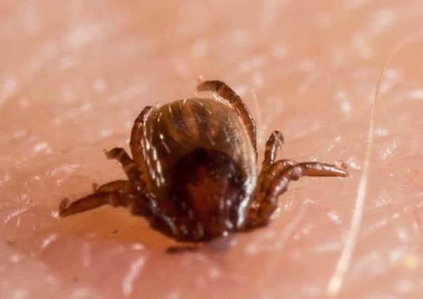 Lyme disease is caused by tick bites. Picture: SWNS
