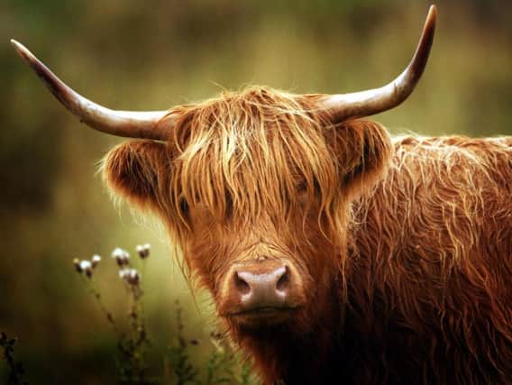 A Highland cow. Picture: PA/File