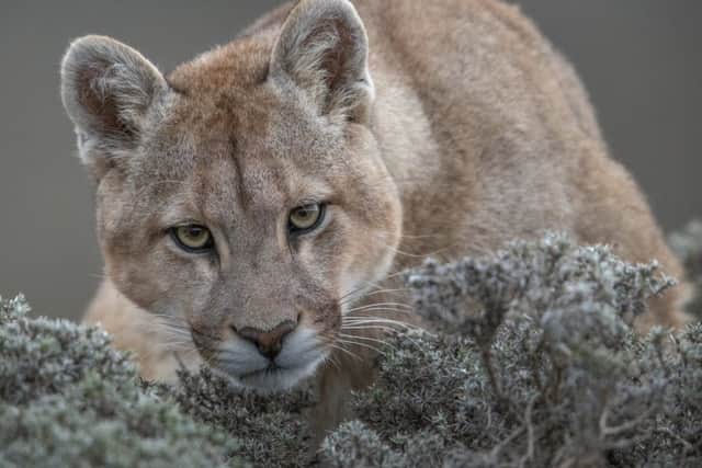 A curious young female puma in Torres del Paine, Patagonia, Chile