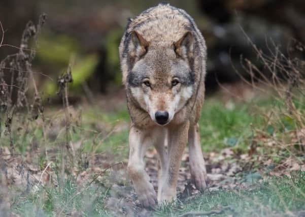 A wolf at an animal park in Springe near Hanover, northern Germany. Picture: Julian Stratenschulte/Getty