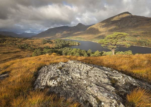 View over regenerating woodland in Glen Affric