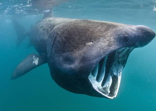 A basking shark (Ceterhinus maximus) feeding in open water off the Cornish Coast in June. Cornwall, UK. North East Atlantic Ocean.
Picture: Alex Mustard/2020VISION