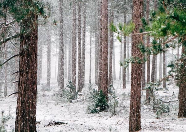 Skog Vinter,Sweden