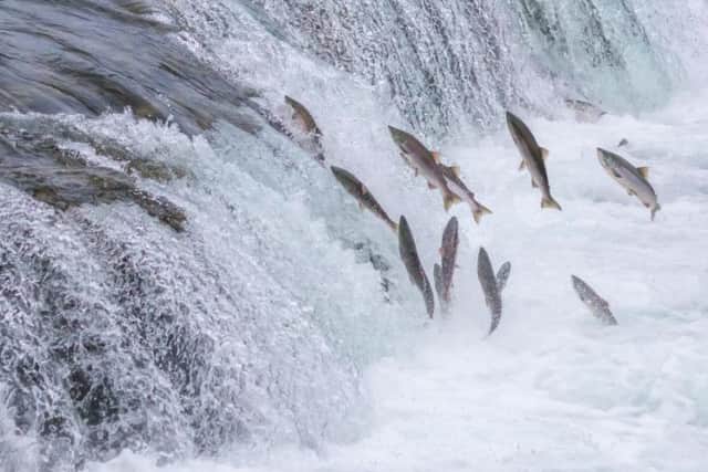 Thought to be a hangover from puritan beliefs banning recreation on God's day of rest, it is illegal to fish for salmon or sea trout on a Sunday in Scotland. More recently the law was confirmed to allow stocks to recover.