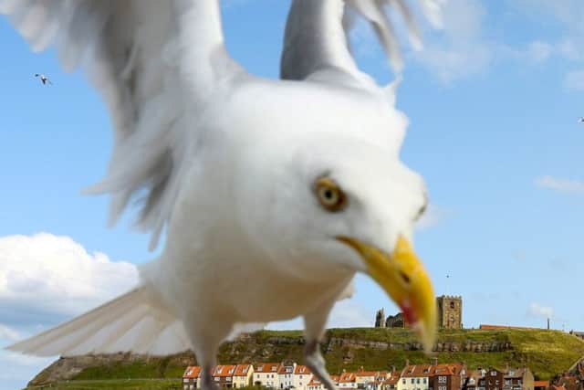 Scientists believe staring down seagulls is the best way to stop them from stealing your chips