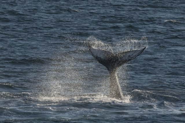 Humpback whales may swap songs. Iain Rudkin Photography/MCRC/PA Wire