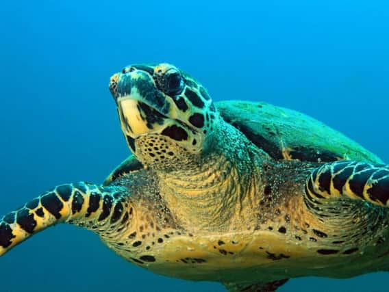 Green turtles are eating plastic that looks like sea grass