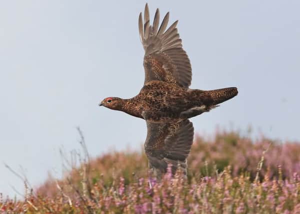 Grouse estate management will need to change to reduce carbon emissions, says Dr Richard Dixon