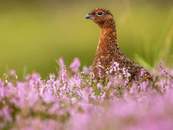 A red grouse among the heather. (Picture: Shutterstock)