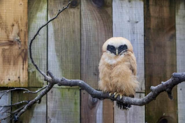 The rare band-bellied Owl chick.