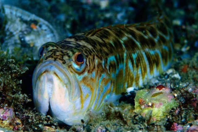 The spines of the weever fish can pierce your skin, which is how their venom is discharged - symptoms can include severe pain, vomiting, swelling, paralysis and even death.