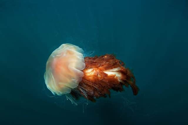 With thousands of thin tentacles which can each extend to several metres long, the Lion's Manes sting can be particularly dangerous. The tentacles can still sting you even if they have broken away from the rest of the body.