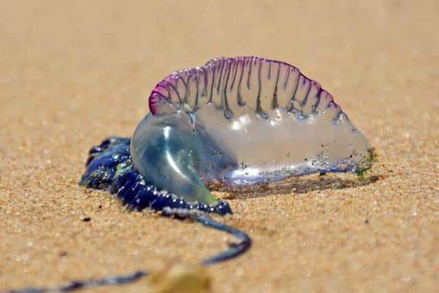 Stings from this strange looking creature will leave whip-like red welts on the skin of its target and can last for two to three days, with the severe pain potentially lasting up to three hours.
