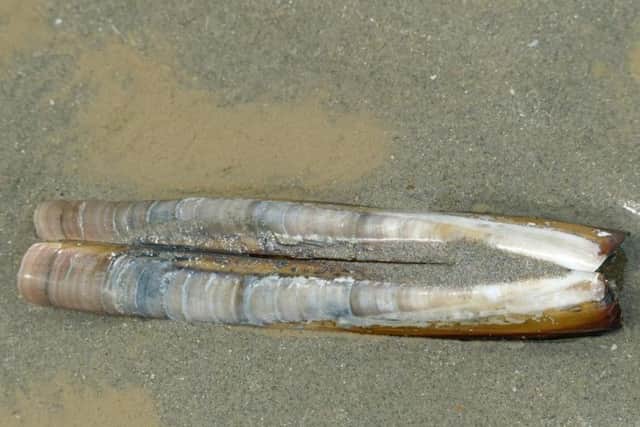 You may not think these shellfish pose any harm, but they aren't called razor fish for nothing. The curved edge of the shell is razor sharp and can easily leave you with a nasty cut if you happen to step on one.