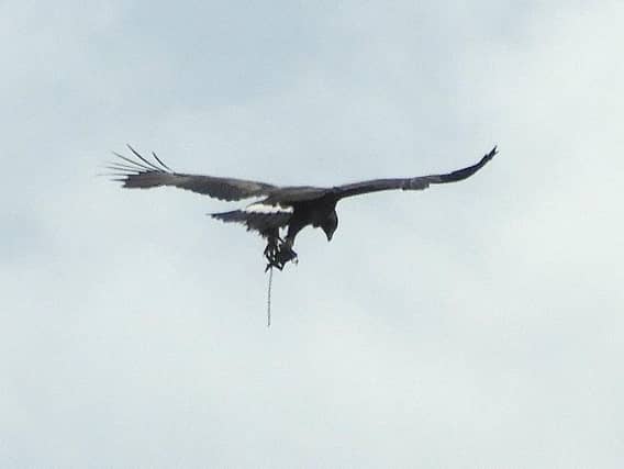 The golden eagle was spotted with a trap dangling from one of its legs