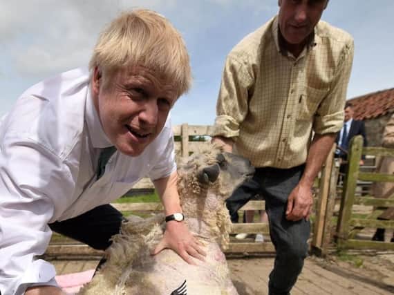 Boris Johnson shears a sheep during the Conservative leadership campaign - today farmers took sheep to Whitehall to protest against Brexit.