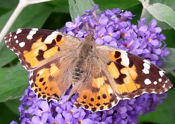This summers weather and food sources have provided ideal conditions for the painted lady to thrive. Picture: contributed