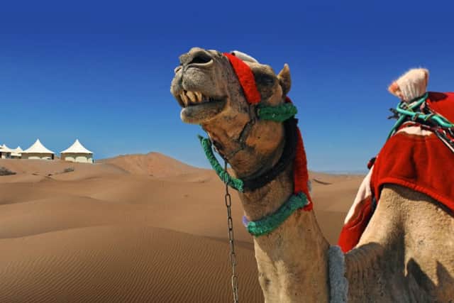 Dunes by Al Nahda has a resident camel for visitors to ride