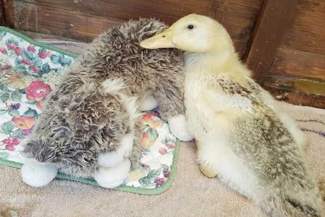 The duck will not leave the cat's side. Picture: PA
