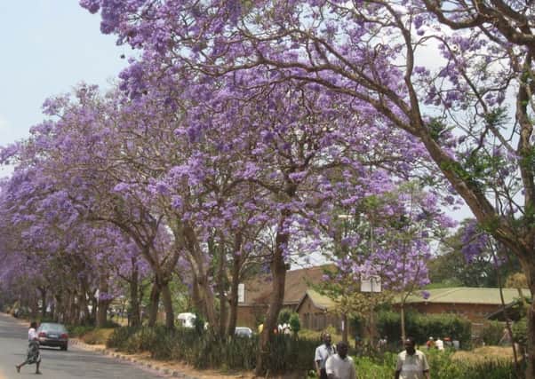 Caption: Mzuzu's famous jacaranda trees in full bloom, before they were controversially cut down last year. (Pic: Nigel Guy)