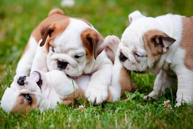 Young Bulldog Cross puppies, similar to those stolen. Picture: Getty Images