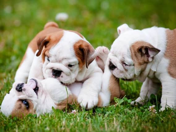 Young Bulldog Cross puppies, similar to those stolen. Picture: Getty Images