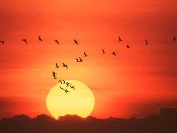 The flight of geese across Scotland is one of the true signs that summer is at an end. PIC: Contributed.