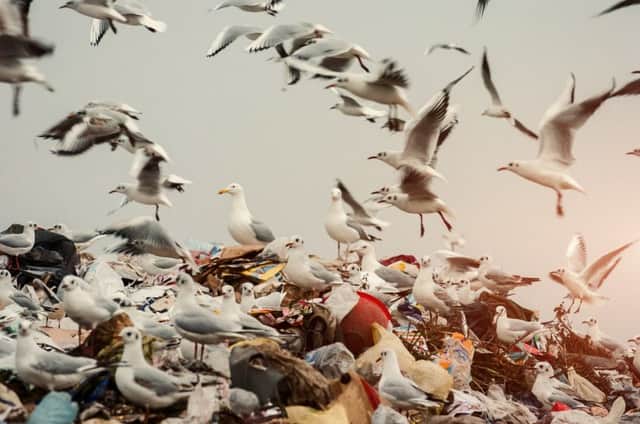Seagulls scavenging on landfill. New recycling laws on glass bottles owe much to the campaign of two Cumbernauld schoolgirls