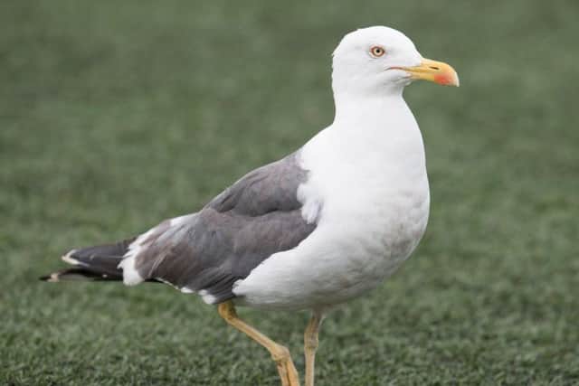 Queen of the South have suffered from a seagull problem.