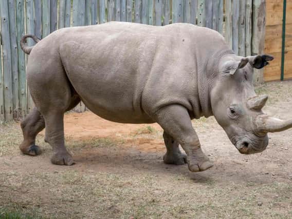 The names were scrawled into the rhino's back